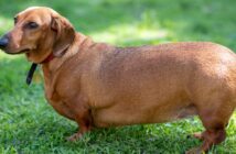Spezialfutter für übergewichtige Hunde: So erkennen Sie ein gutes Diätfutter (Foto: AdobeStock - Dmitrii - 207623433)