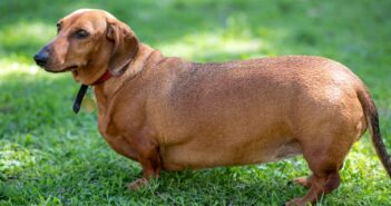 Spezialfutter für übergewichtige Hunde: So erkennen Sie ein gutes Diätfutter (Foto: AdobeStock - Dmitrii - 207623433)