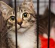 Schleswig-Holstein führt ab 1. Juli 2026 landesweite Katzenschutzverordnung (Foto: AdobeStock - Okssi - 120826845)