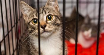 Schleswig-Holstein führt ab 1. Juli 2026 landesweite Katzenschutzverordnung (Foto: AdobeStock - Okssi - 120826845)