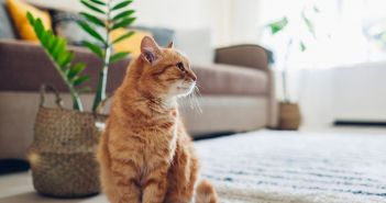 Chronische Nierenerkrankung bei Katzen früh erkennen und gezielt (Foto: AdobeStock - maryviolet - 268042523)