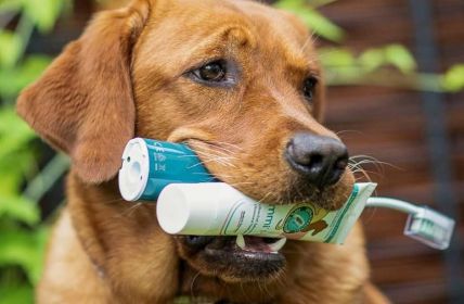 Häusliche Zahnpflege beim Hund beginnt direkt nach professioneller (Foto: Emmi Ultrasonic GmbH)